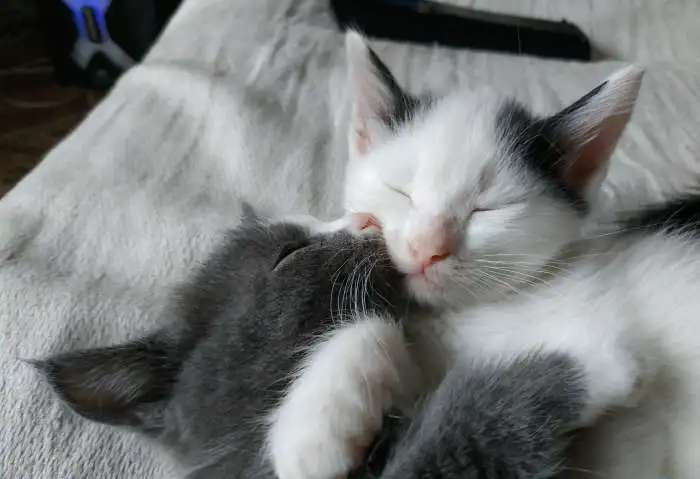 Подарю котят