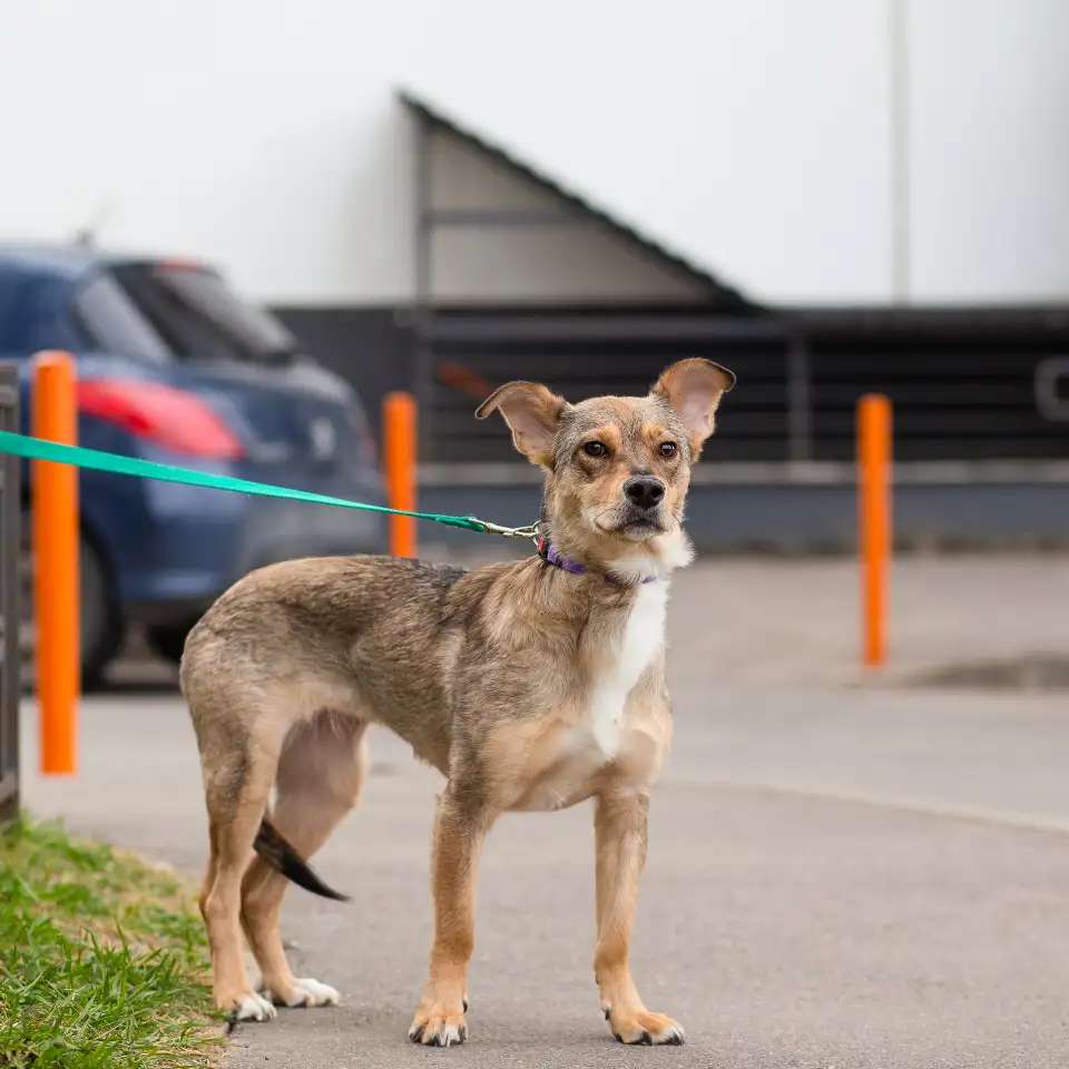Очень трогательная собачка