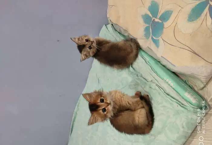 Котята