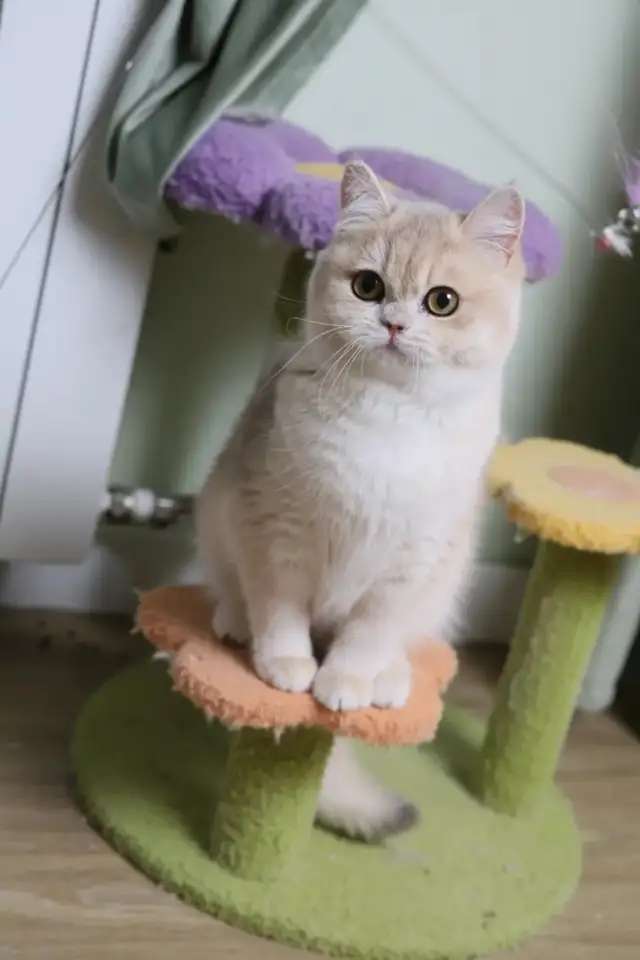 Британские котята