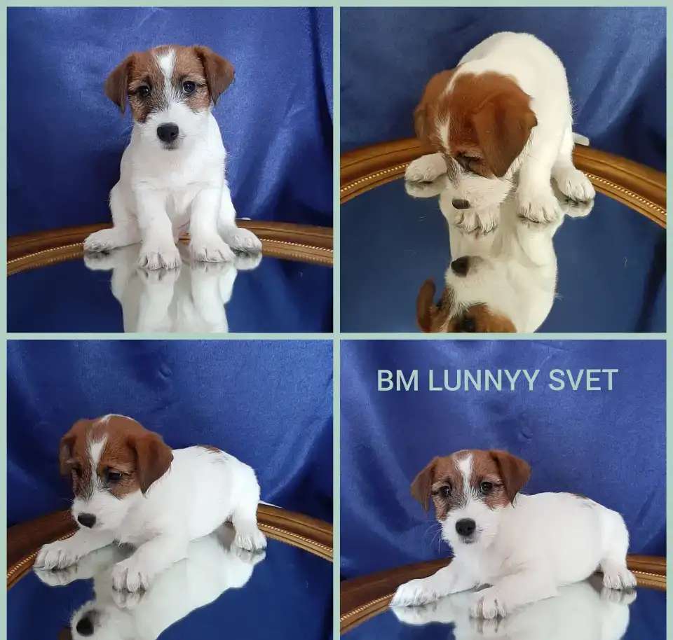 Щенки с документами РКФ