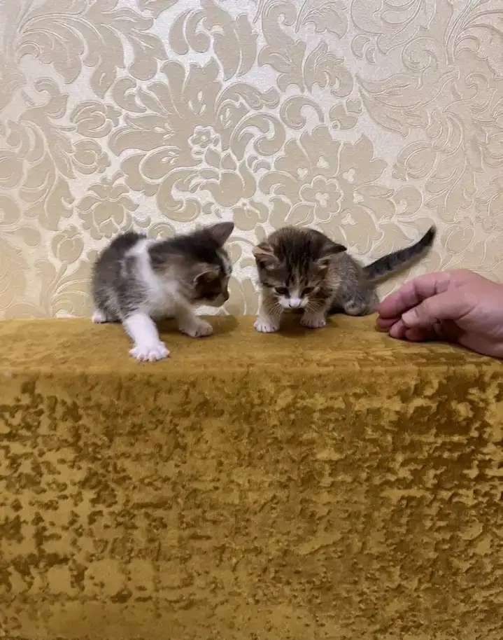 Отдам умных, красивых котят в добрые руки бесплатно