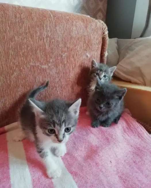 Котятки очаровашки заботливым хозяевам
