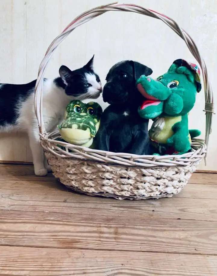 Щенки Кане Корсо из питомника