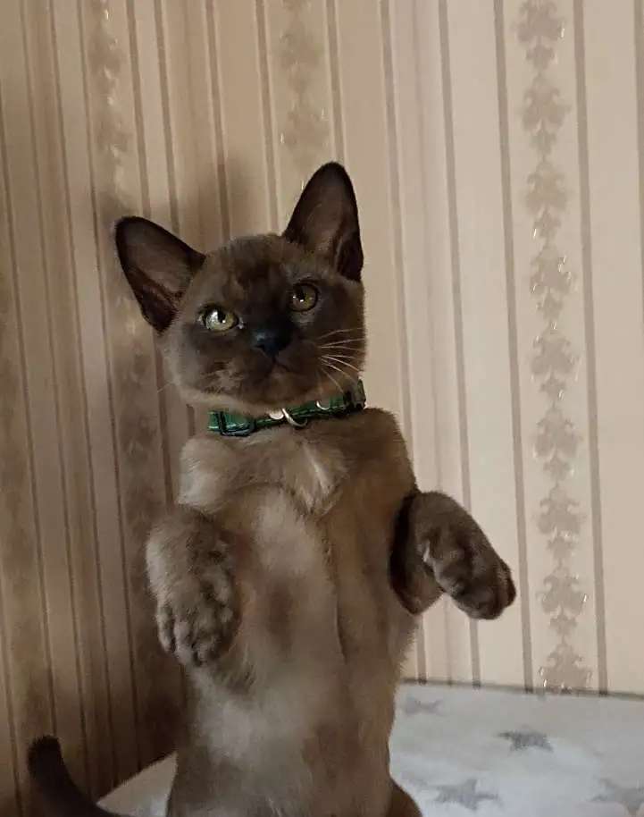 Бурманские котята