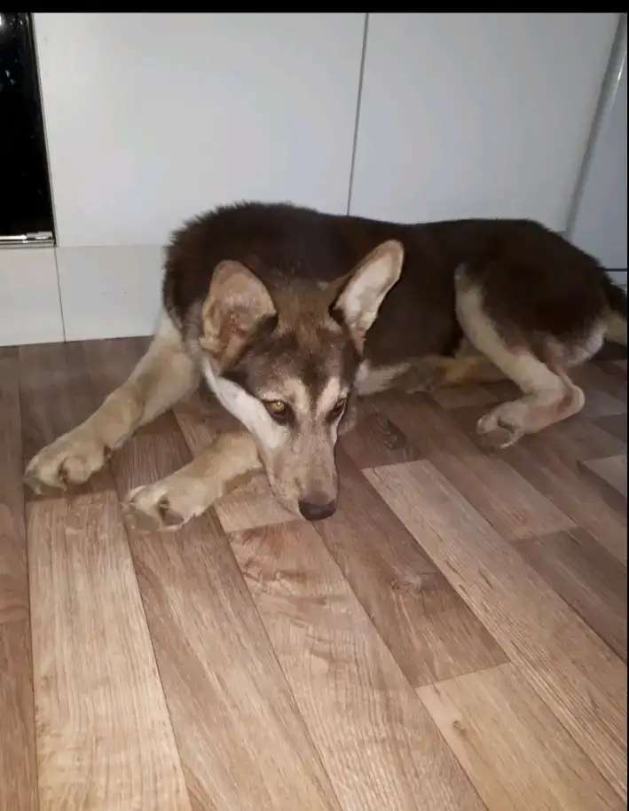 Помесь с хаски