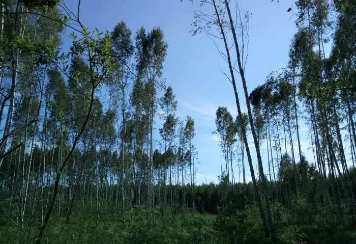 Продается дача на окраине деревни. Торг. 79,00 м2