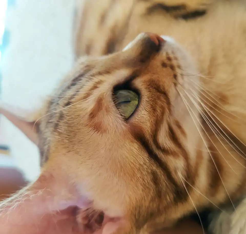 Бенгальские котята