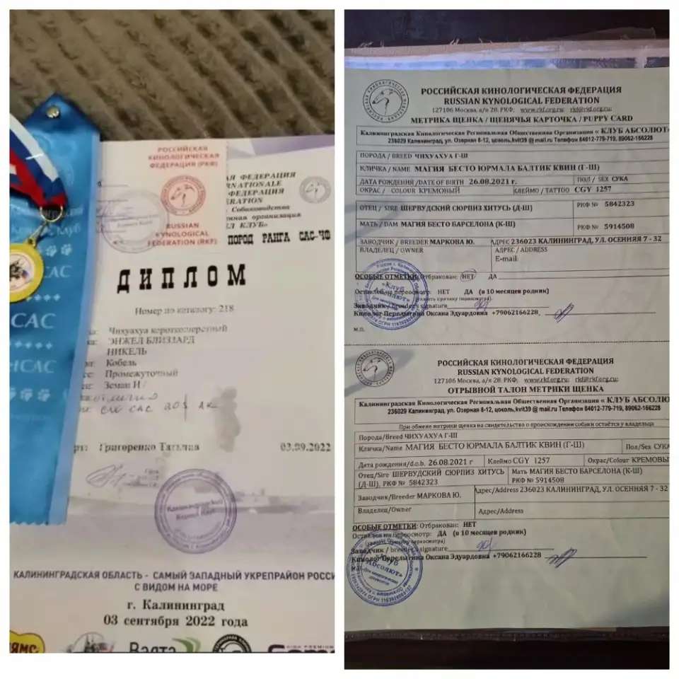 Продам чистокровных чихуахуа