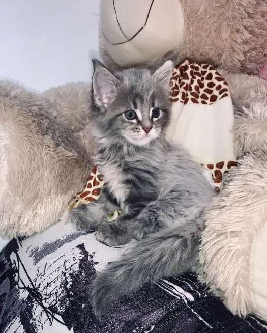 Котятп
