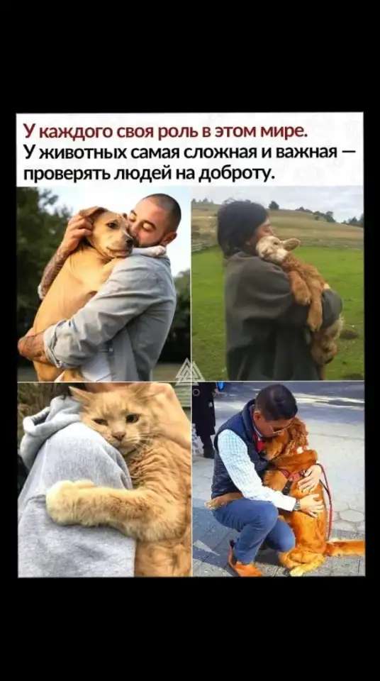 Спасите кошечку