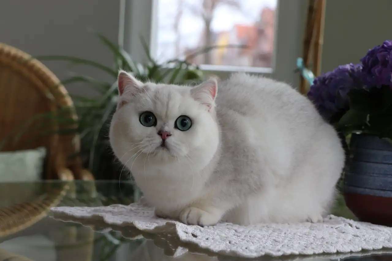 Чистокровные британские короткошёрстные котята