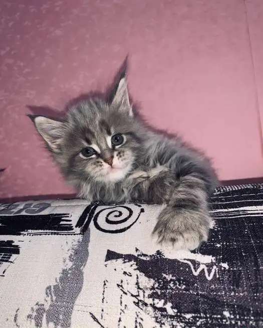Котятп