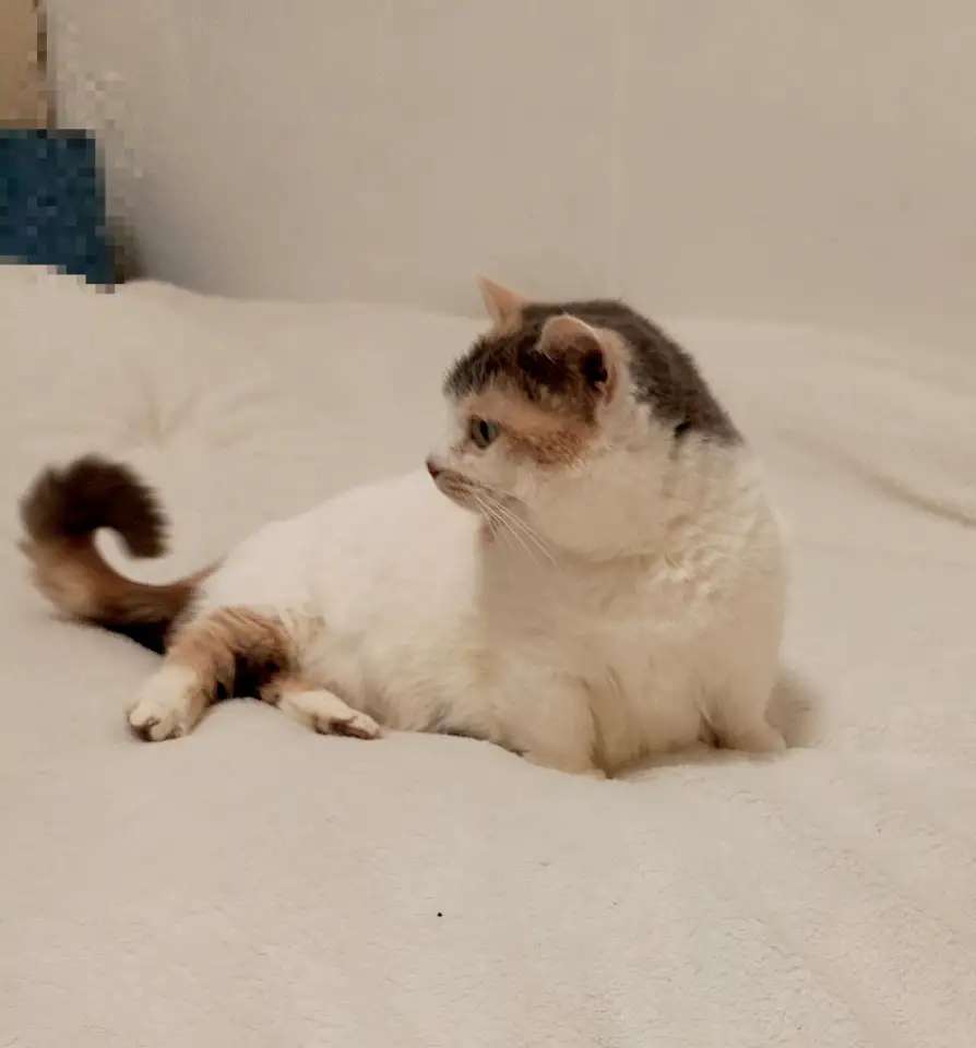 Кошка манчкин