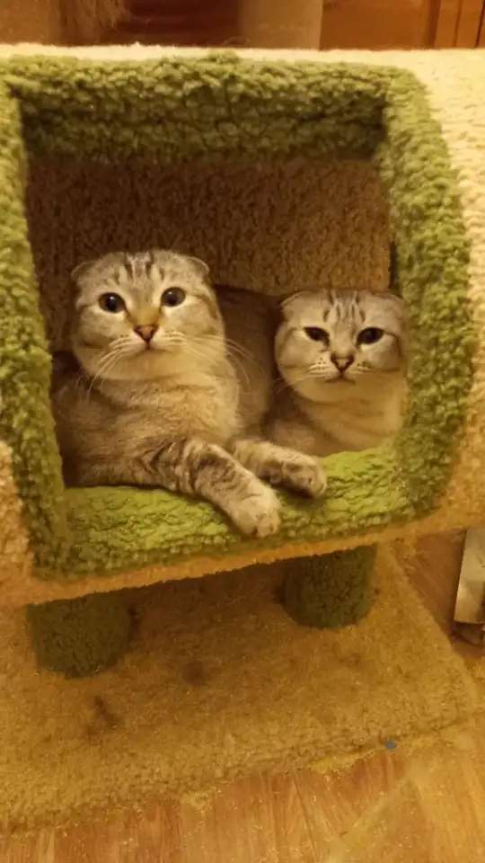 Вислоухие котята, девочки.