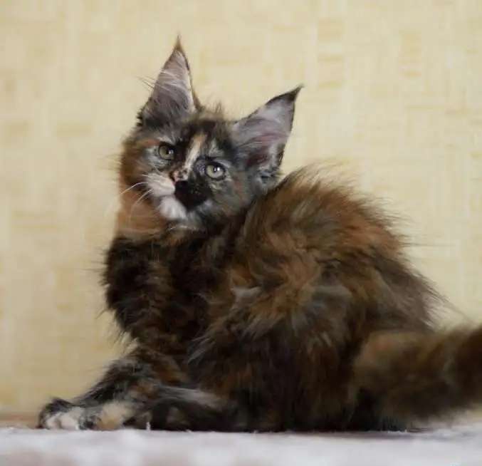 Яркая кошечка Харизма