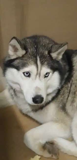 Хаски
