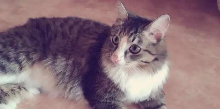 Отдам котика в добрые руки