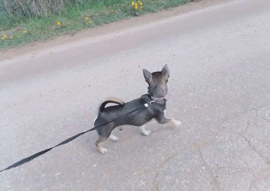 Чихуахуа