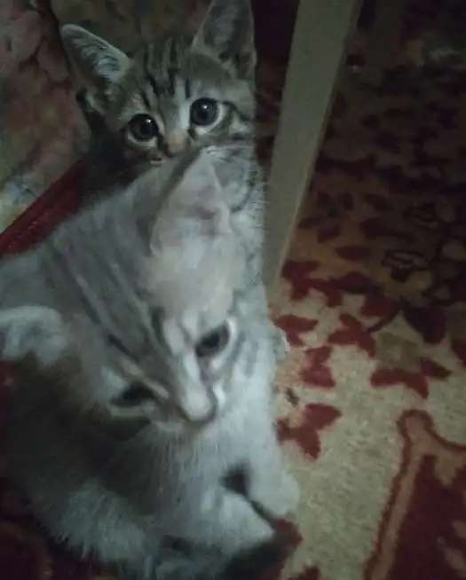 Отдам красивых котяток от домашней кошки.чистенькие ухоженные.к лотку приучены.возраст 2месяца