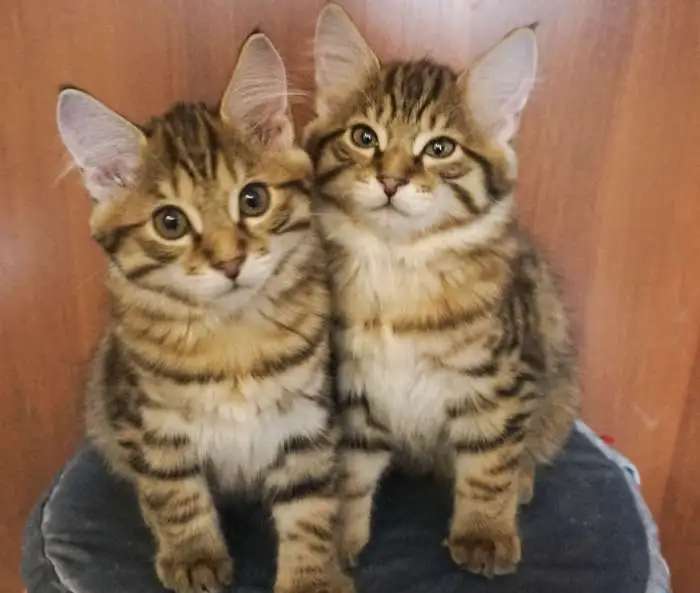 Котенок курильского бобтейла