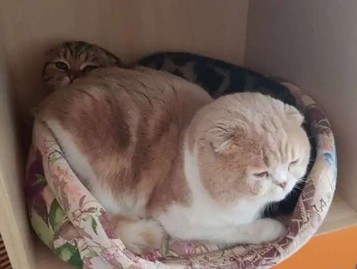 Кот. Вязка.