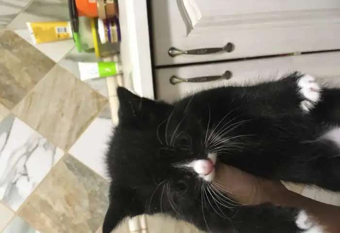 Котята , отдам только ответственным !