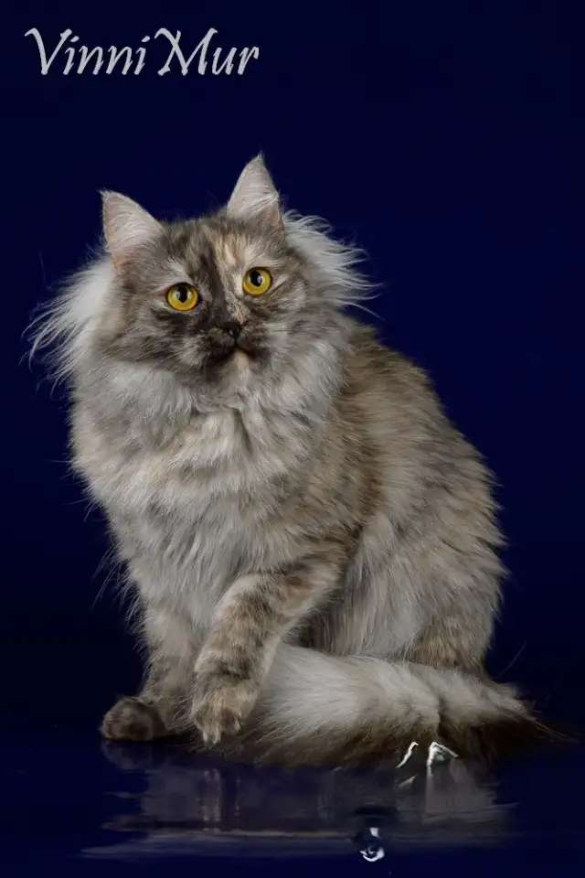 Сибирская кошка