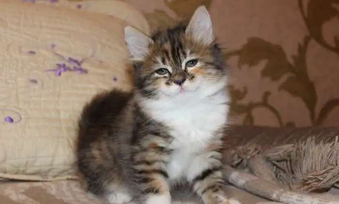 Продам сибирских коят
