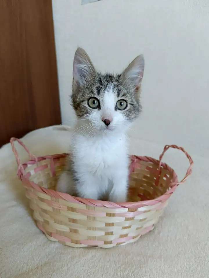 Котенок ждет маму