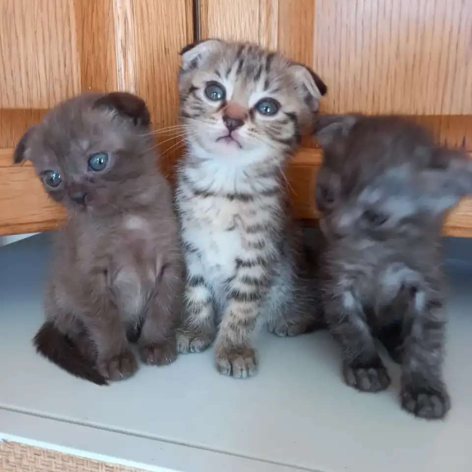 Вислоухие котята, мальчики и девочки.