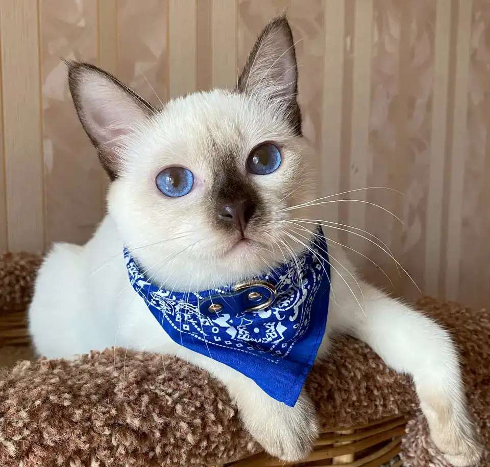 Тайский котёнок
