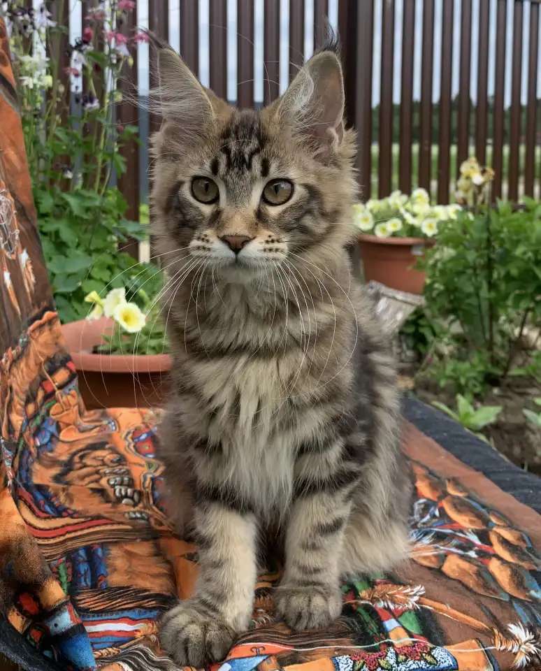 Котята мейн кун из питомника