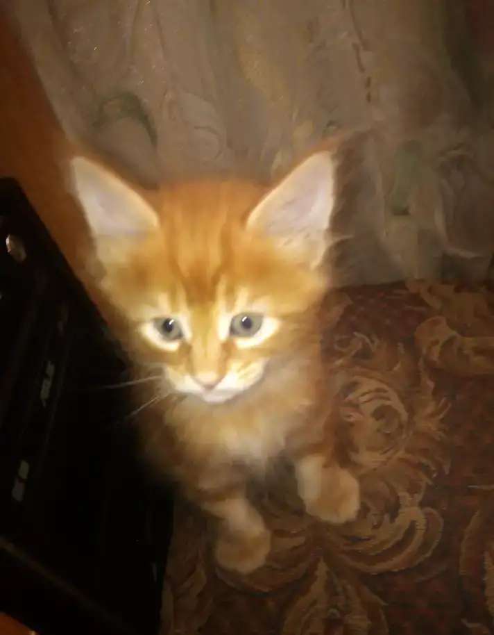 Котята мейн-кун