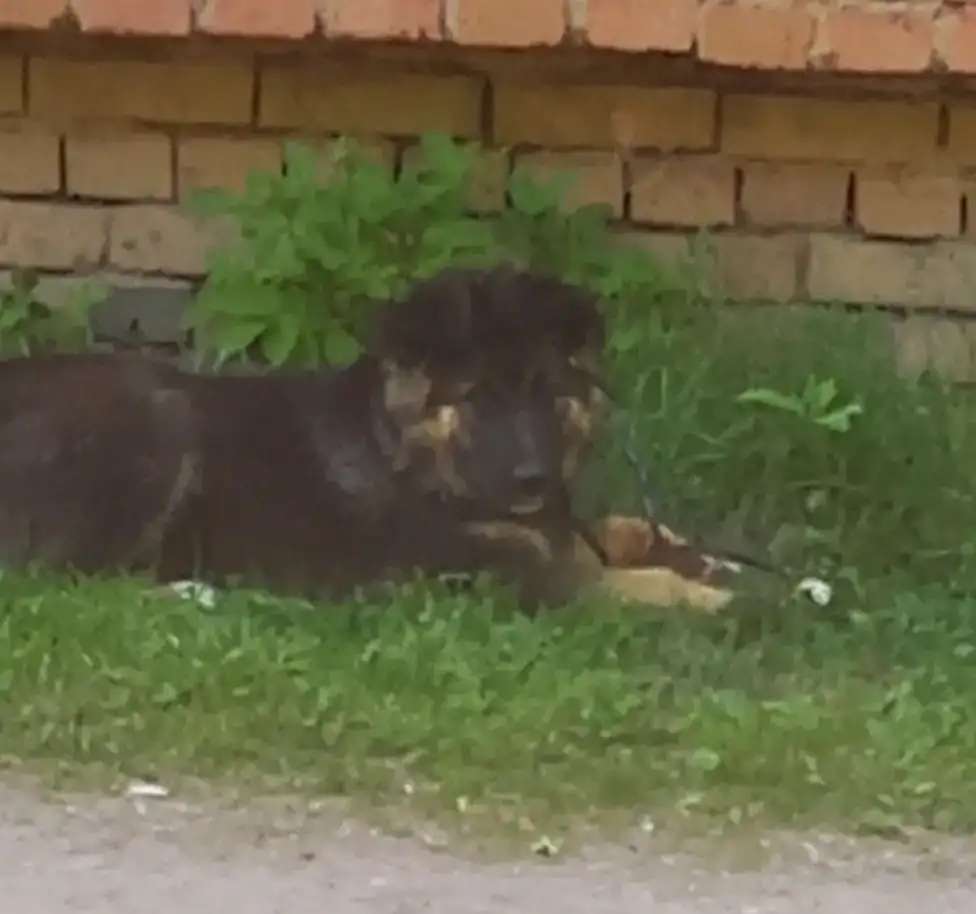 Отдам в хорошие руки