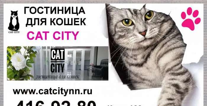 Гостиница для кошек CAT CITY