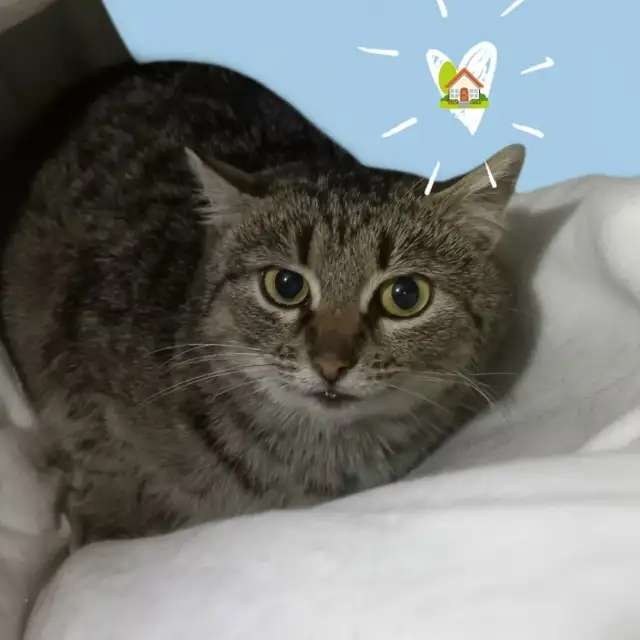 Кошечка Сима в добрые руки
