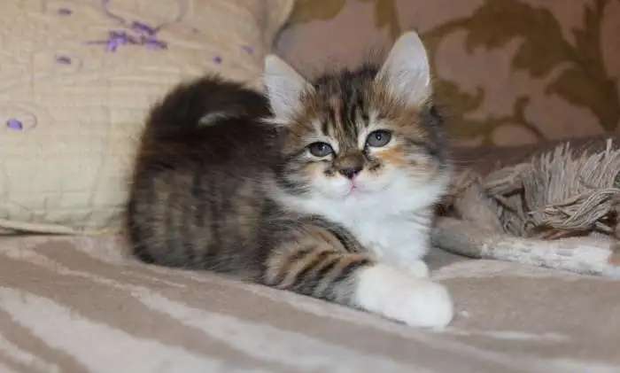 Продам сибирских коят