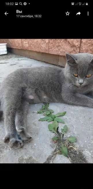 Отдам кошечку
