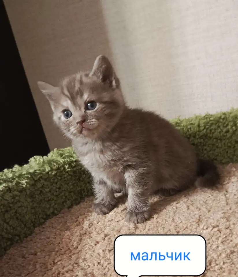 Британский котенок Дарик