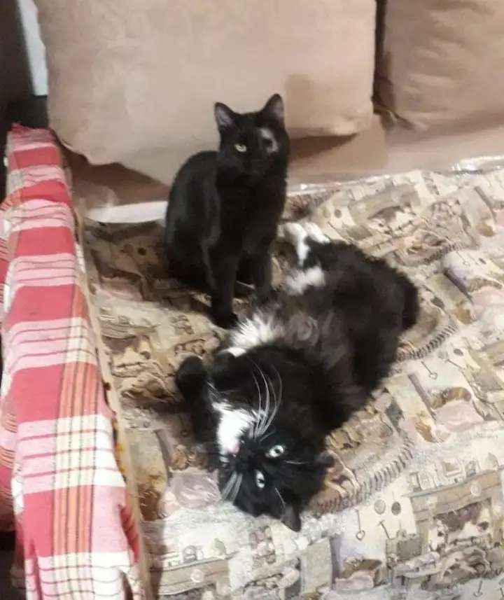 Котенок Джой в добрые руки