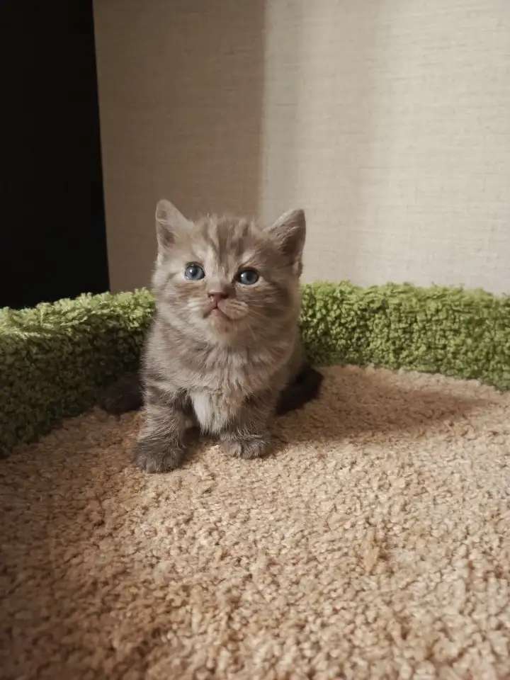 Британский котенок Дарик