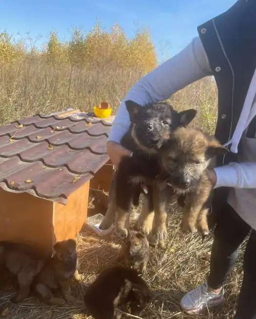В добрые руки хорошеньких щенков