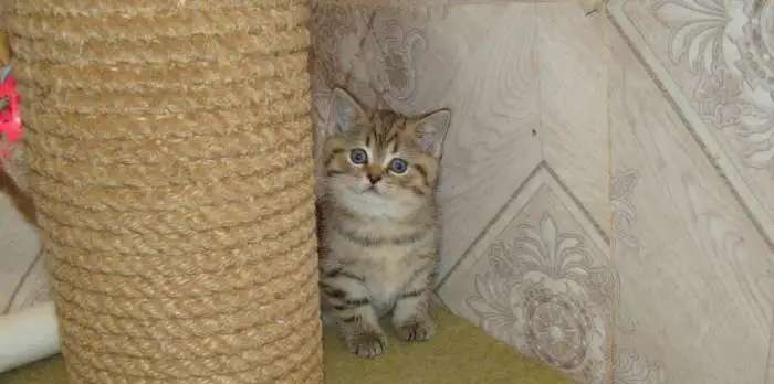Британский котик толстый животик