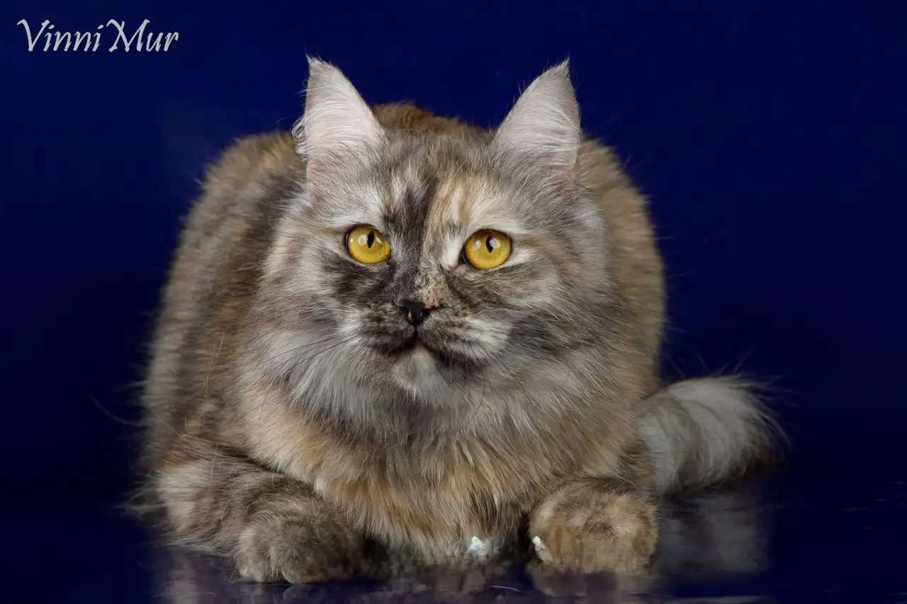 Сибирская кошка