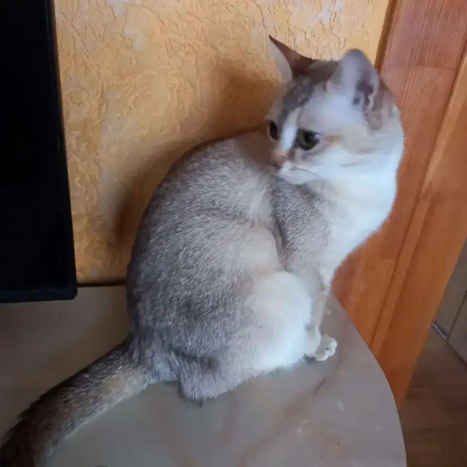 Бурмиллы, девочки.