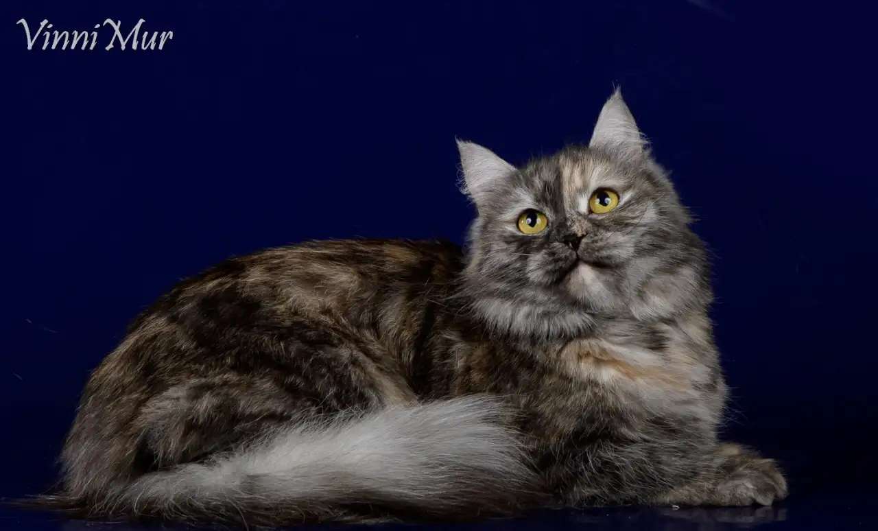 Сибирская кошка