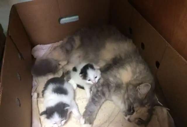 котята