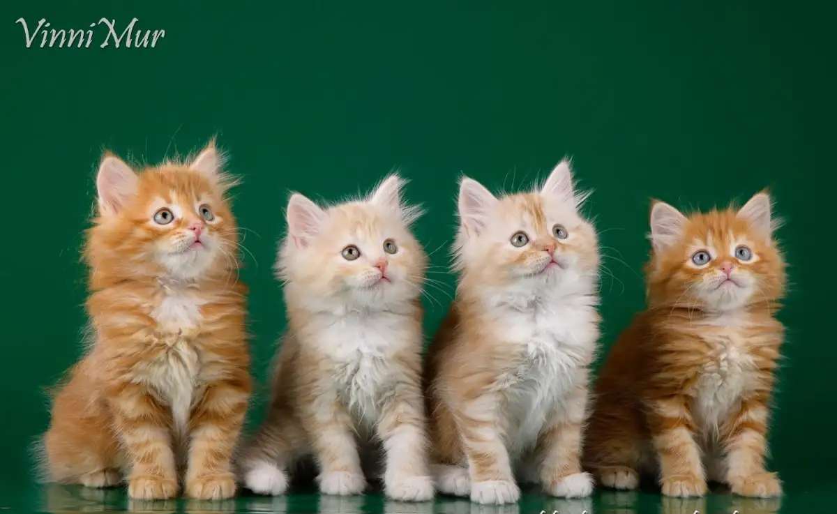Сибирские котята
