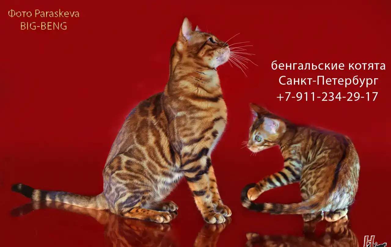 бенгальские котята